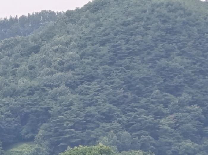 경상북도 영천시 임고면 삼매리 산58 임야 경매 사진 3