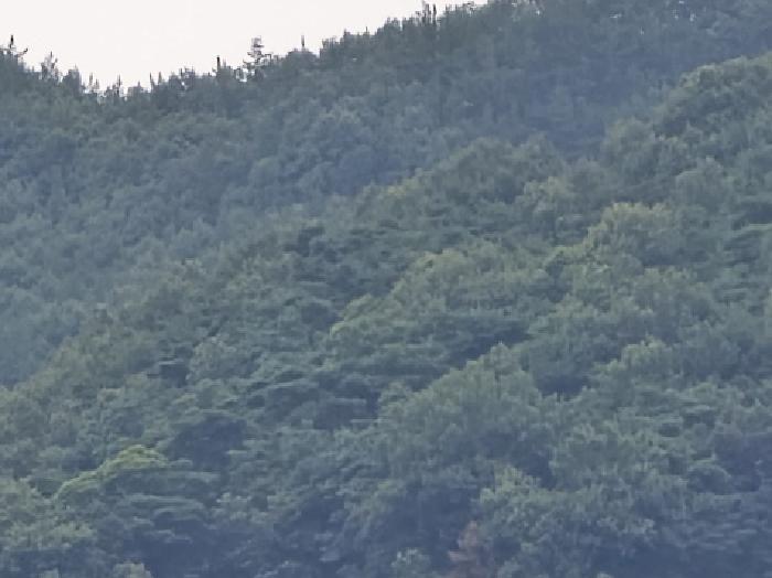경상북도 영천시 임고면 삼매리 산58 임야 경매 사진 4