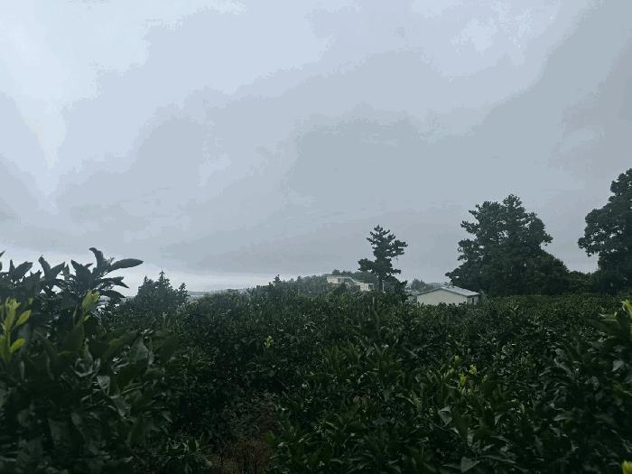 제주특별자치도 서귀포시 하원동 651-1 전 경매 사진 6
