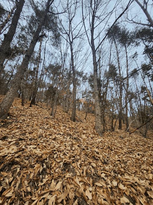 부산광역시 기장군 일광읍 용천리 산55-2 임야 경매 사진 5