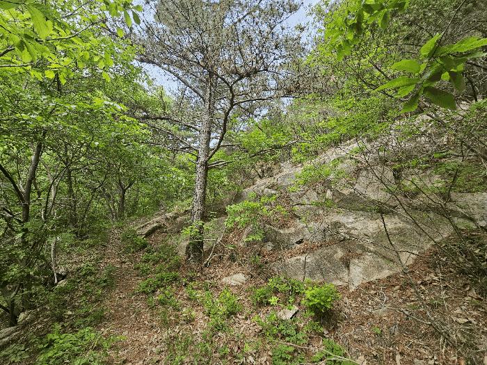 울산광역시 울주군 웅촌면 은현리 산153-2 임야 경매 사진 3