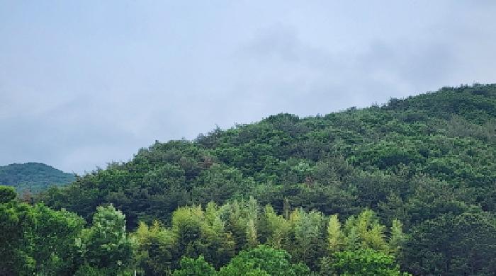 울산광역시 울주군 웅촌면 은현리 산153-2 임야 경매 사진 5