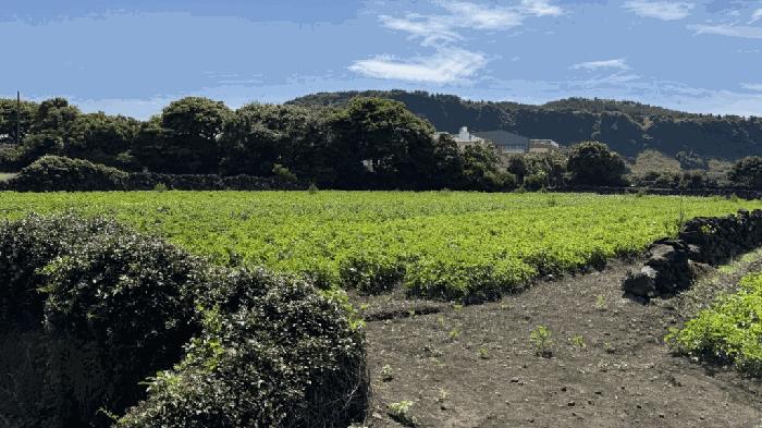 제주 서귀포시 전