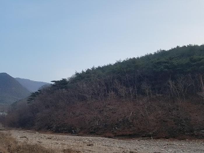경상북도 청송군 파천면 옹점리 산76-1 임야 경매 사진 9