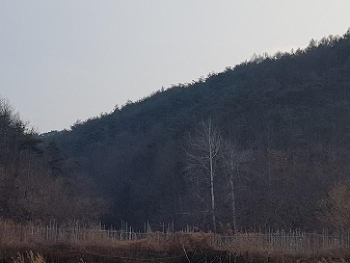 경상북도 청송군 파천면 옹점리 산77 임야 경매 사진 10