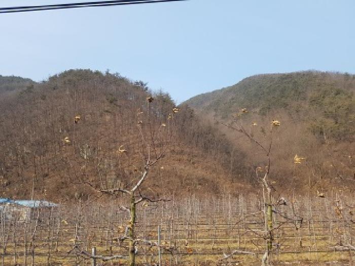 경상북도 청송군 파천면 옹점리 산77 임야 경매 사진 3