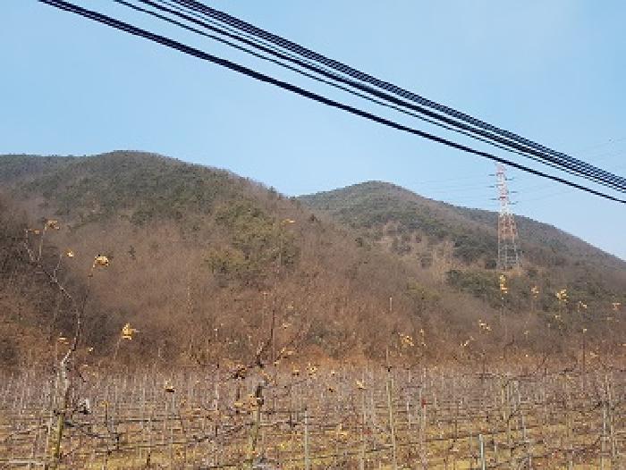 경상북도 청송군 파천면 옹점리 산77 임야 경매 사진 4