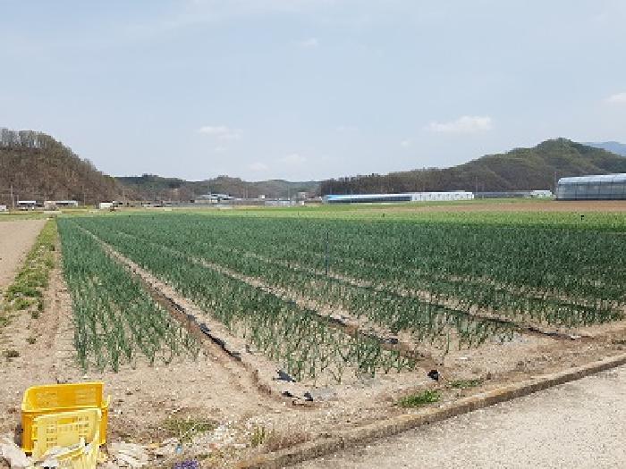 대구광역시 군위군 의흥면 수서리 423-2 과수원 경매 사진 6