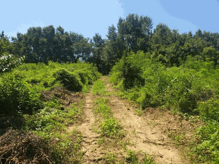 경상북도 칠곡군 북삼읍 오평리 88 전 경매 사진 13