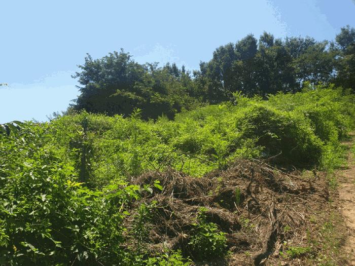 경상북도 칠곡군 북삼읍 오평리 88 전 경매 사진 16