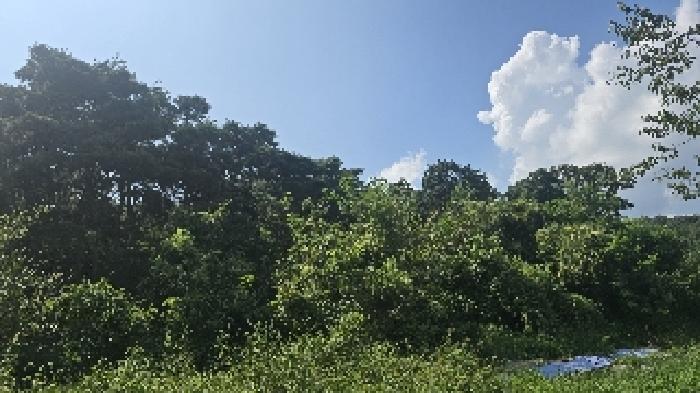 대구광역시 북구 관음동 산61-1 임야 경매 사진 1