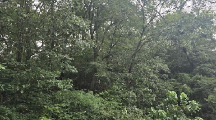 경상북도 칠곡군 지천면 낙산리 산99 임야 경매 사진 5
