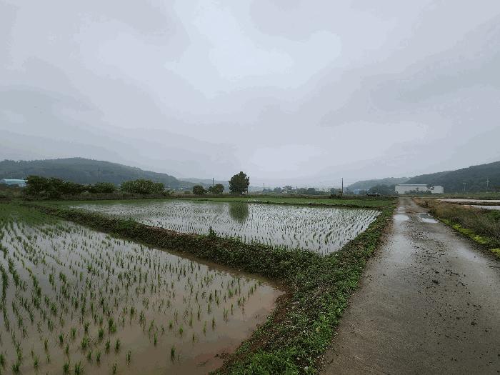 충청남도 서산시 성연면 예덕리 166-3 답 경매 사진 3