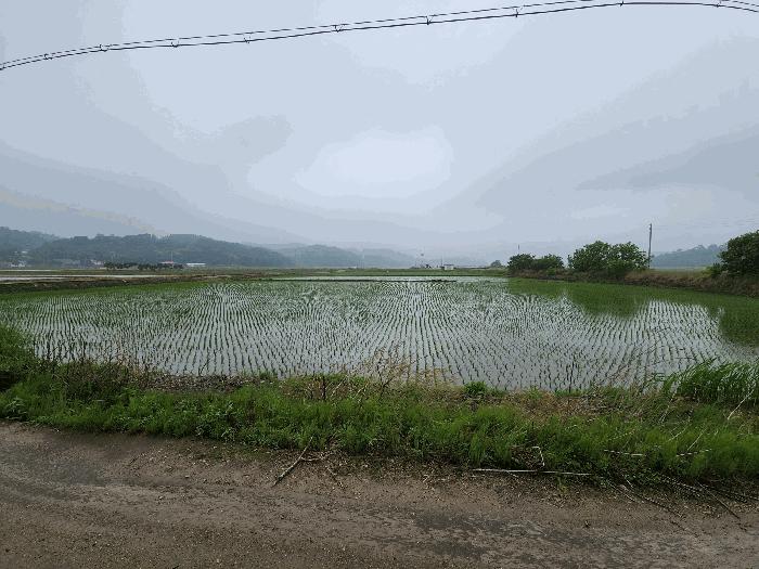 충청남도 서산시 성연면 예덕리 166-3 답 경매 사진 4