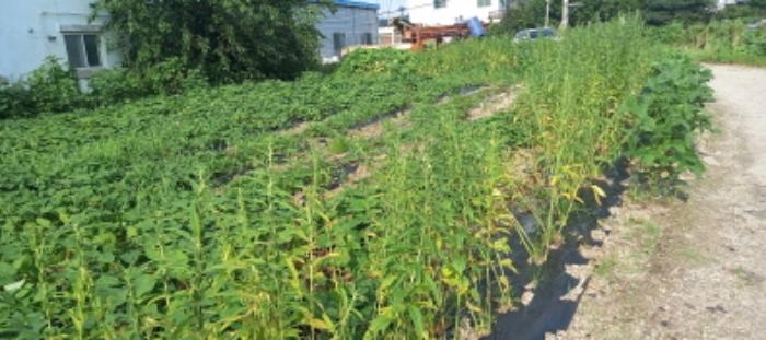 경기도 연천군 청산면 대전리 507-2 대지 경매 사진 20
