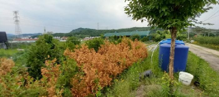 경기도 포천시 신북면 만세교리 126 답 경매 사진 32