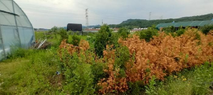 경기도 포천시 신북면 만세교리 144 답 경매 사진 31