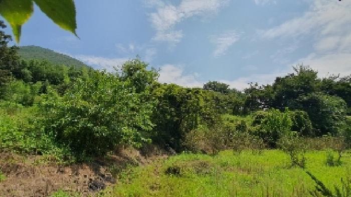 경상남도 창원시 마산합포구 진동면 교동리 512 전 경매 사진 5
