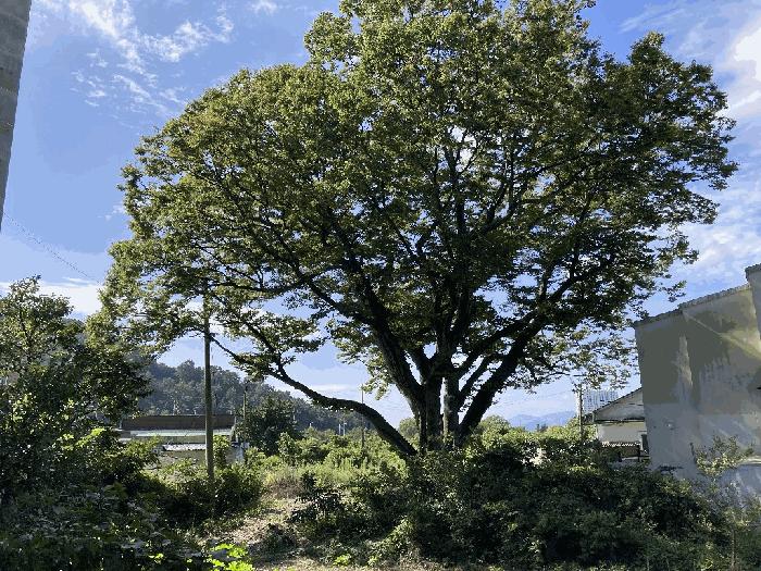 경상남도 창원시 마산합포구 진동면 교동리 721 대지 경매 사진 4