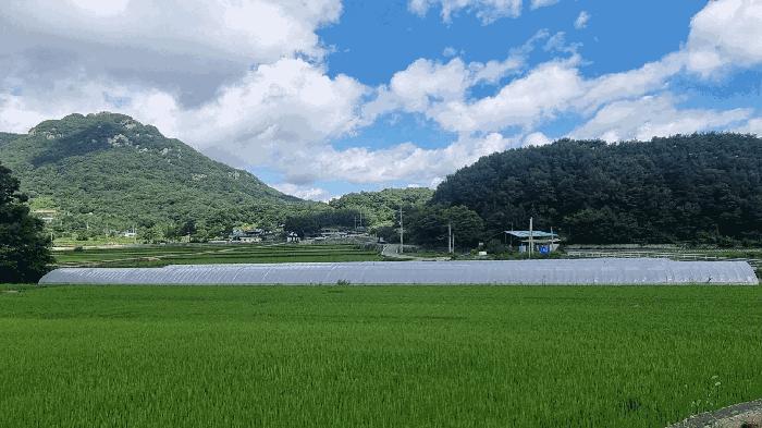 경상남도 합천군 대병면 장단리 772-1 답 경매 사진 5