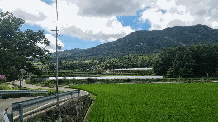 경상남도 합천군 대병면 장단리 772-1 답 경매 사진 7
