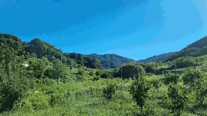 경상남도 거창군 가북면 용암리 507 답 경매 사진 3