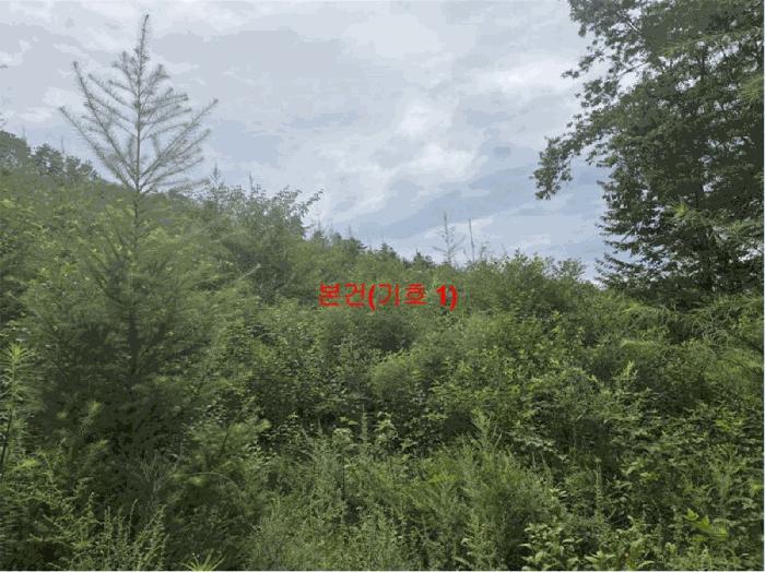 경상남도 거창군 웅양면 한기리 산51-3 임야 경매 사진 3