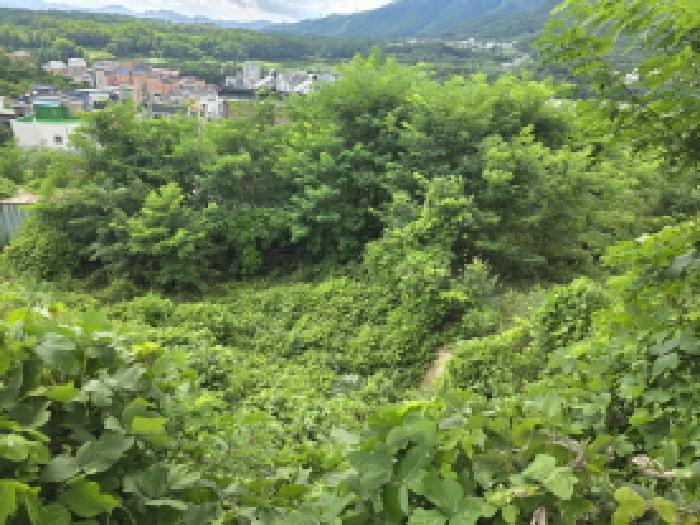 충청북도 제천시 신월동 산15-65 임야 경매 사진 22