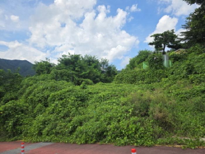 충청북도 제천시 신월동 산15-65 임야 경매 사진 29