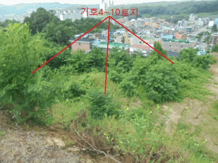 충청북도 제천시 강제동 157-9 과수원 경매 사진 2