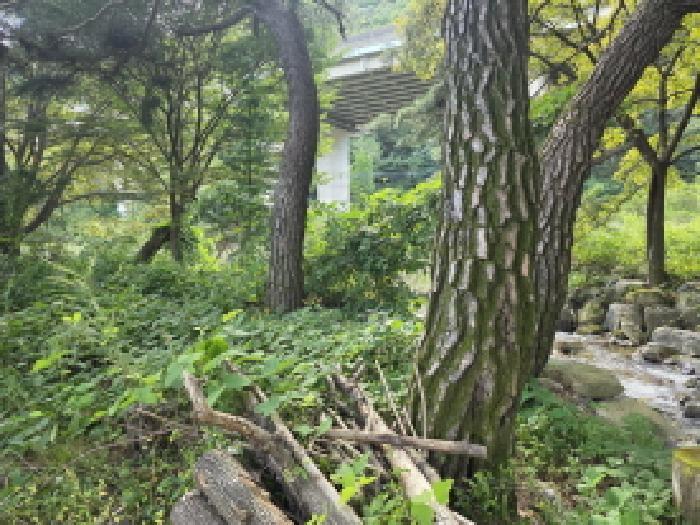 충청북도 제천시 봉양읍 명도리 95-8 전 경매 사진 22