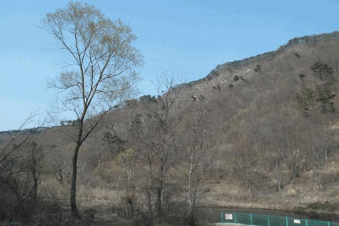 충청남도 논산시 벌곡면 한삼천리 395-6 임야 경매 사진 3