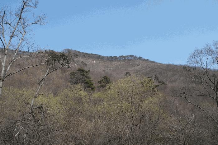 충청남도 논산시 벌곡면 한삼천리 395-6 임야 경매 사진 4