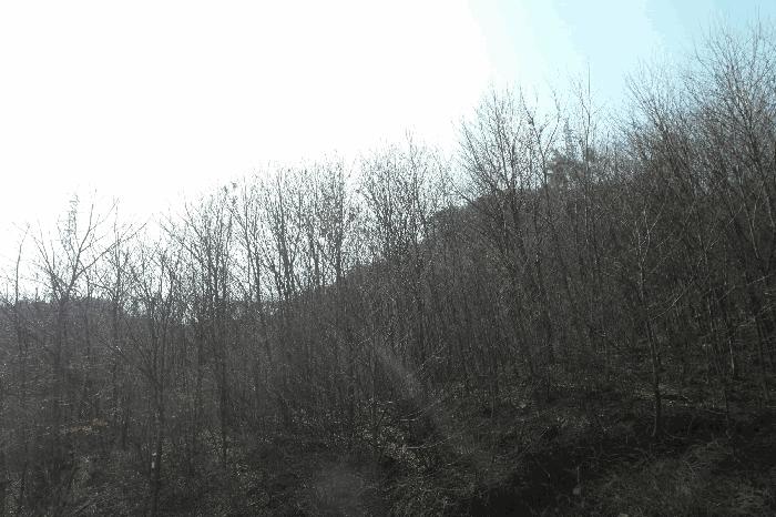 충청남도 논산시 벌곡면 한삼천리 395-6 임야 경매 사진 5