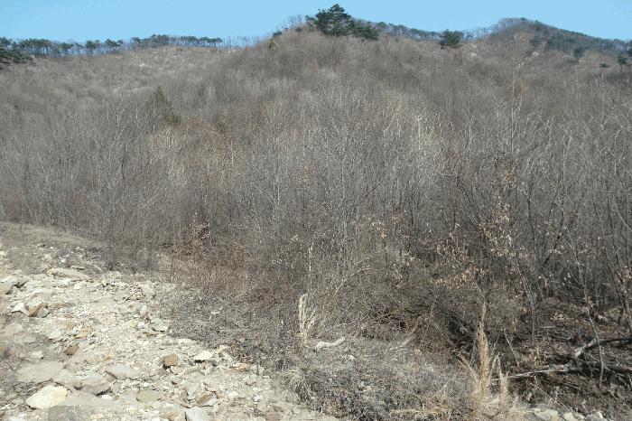 충청남도 논산시 벌곡면 한삼천리 395-6 임야 경매 사진 9