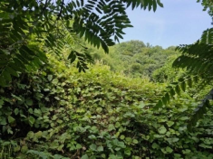 충청북도 단양군 적성면 하리 635 전 경매 사진 11