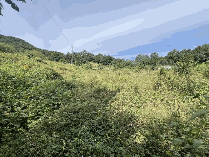 충청북도 제천시 금성면 위림리 200 전 경매 사진 2