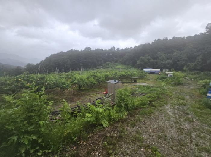 충청북도 충주시 신니면 선당리 511 답 경매 사진 15