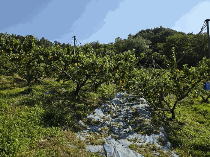 충청북도 충주시 신니면 선당리 511 답 경매 사진 2