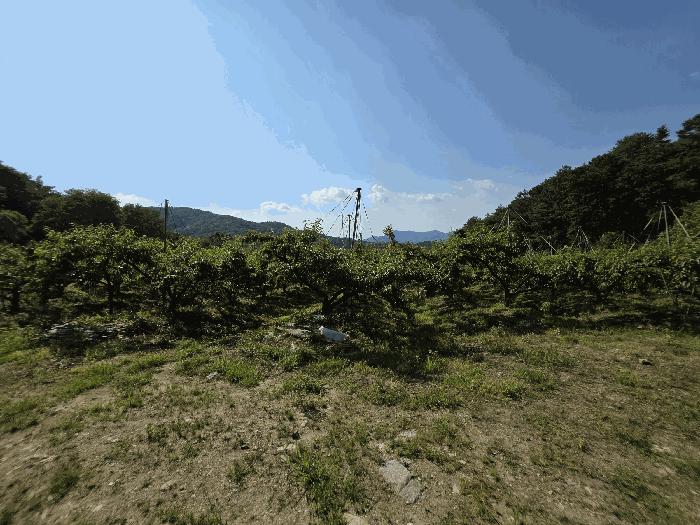 충청북도 충주시 신니면 선당리 511 답 경매 사진 4