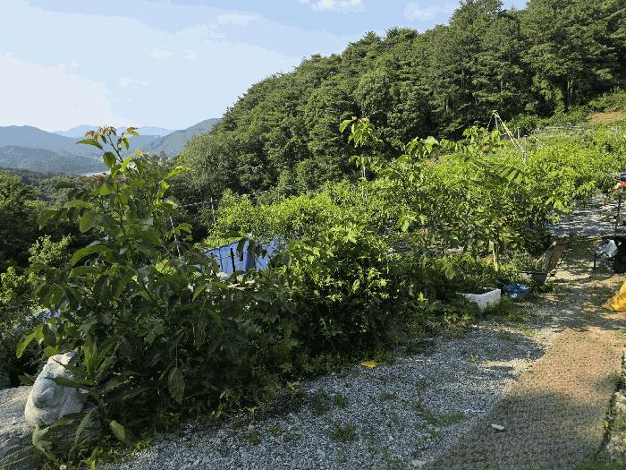 충청북도 충주시 신니면 선당리 511 답 경매 사진 6