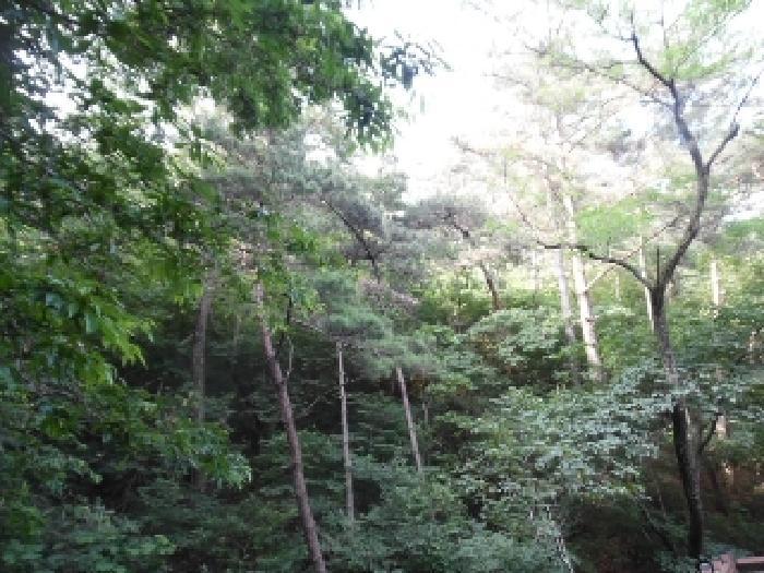 전북특별자치도 김제시 금산면 청도리 산354 임야 경매 사진 5