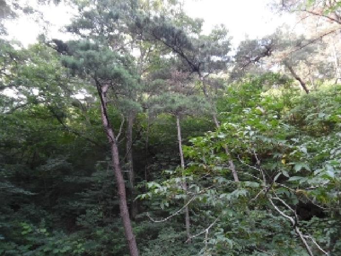 전북특별자치도 김제시 금산면 청도리 산354 임야 경매 사진 6
