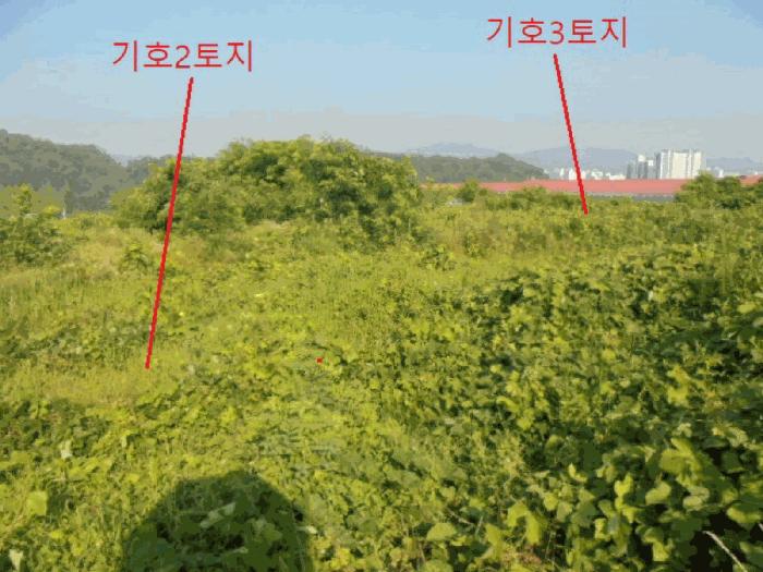 충청북도 음성군 대소면 대풍리 산33-3 임야 경매 사진 3