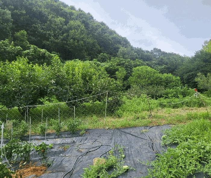충청북도 충주시 대소원면 탄용리 379-1 전 경매 사진 2