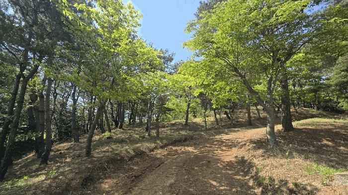 경상남도 사천시 곤명면 삼정리 산37-1 임야 경매 사진 3