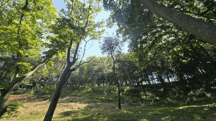 경상남도 사천시 곤명면 삼정리 산37-1 임야 경매 사진 52