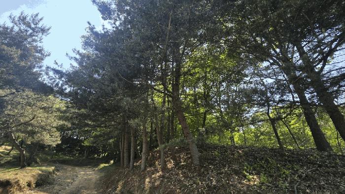 경상남도 사천시 곤명면 삼정리 산37-1 임야 경매 사진 9