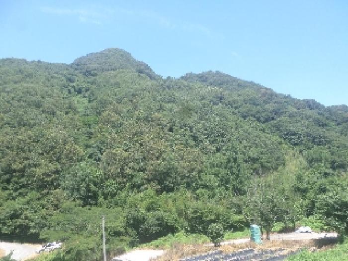 전북특별자치도 전주시 완산구 효자동3가 1645-1 대지 경매 사진 33