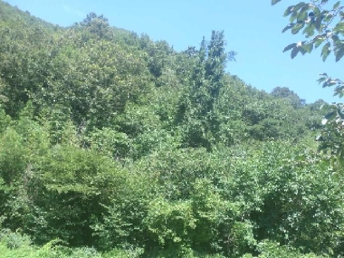 전북특별자치도 전주시 완산구 효자동3가 1645-1 대지 경매 사진 34